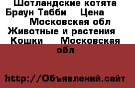  Шотландские котята Браун Табби  › Цена ­ 8 000 - Московская обл. Животные и растения » Кошки   . Московская обл.